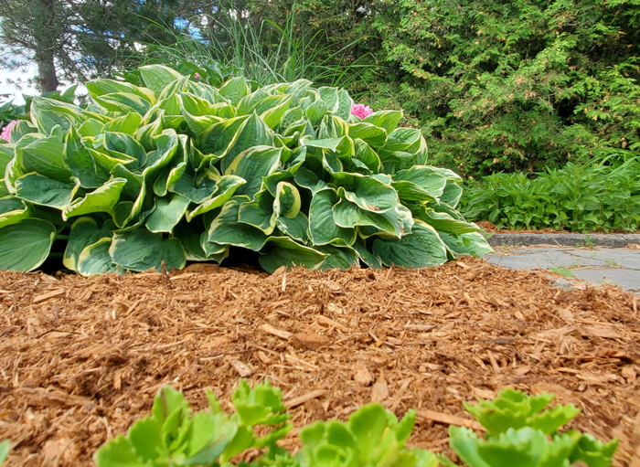 Use Wood Chips To Do Mulching