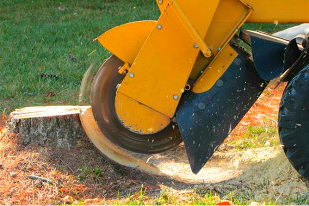 What To Do With Wood Chips From Stump Grinding