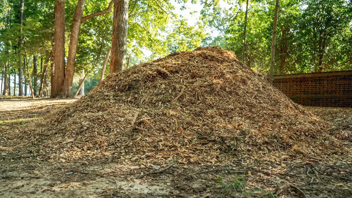 What To Do With Wood Chips From Stump Grinding