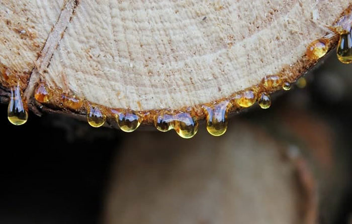 How To Seal And Completely Stop The Sap From Coming Out Of Wood