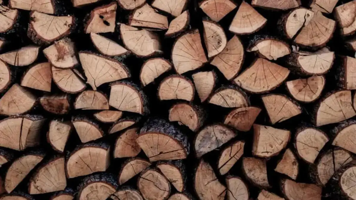 How To Stop Sap From Coming Out Of Wood (Detailed Explanation!)